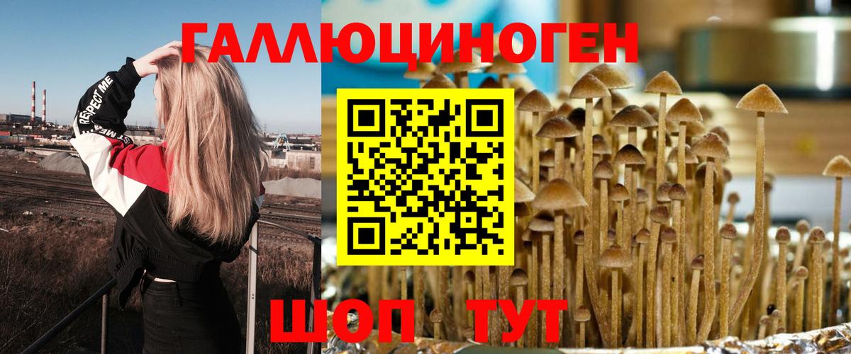 Городец  Псилоцибиновые грибы Cubensis  Вход с VPN 